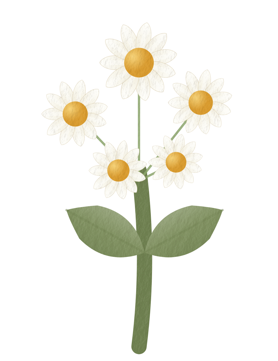 the chamomile, painted