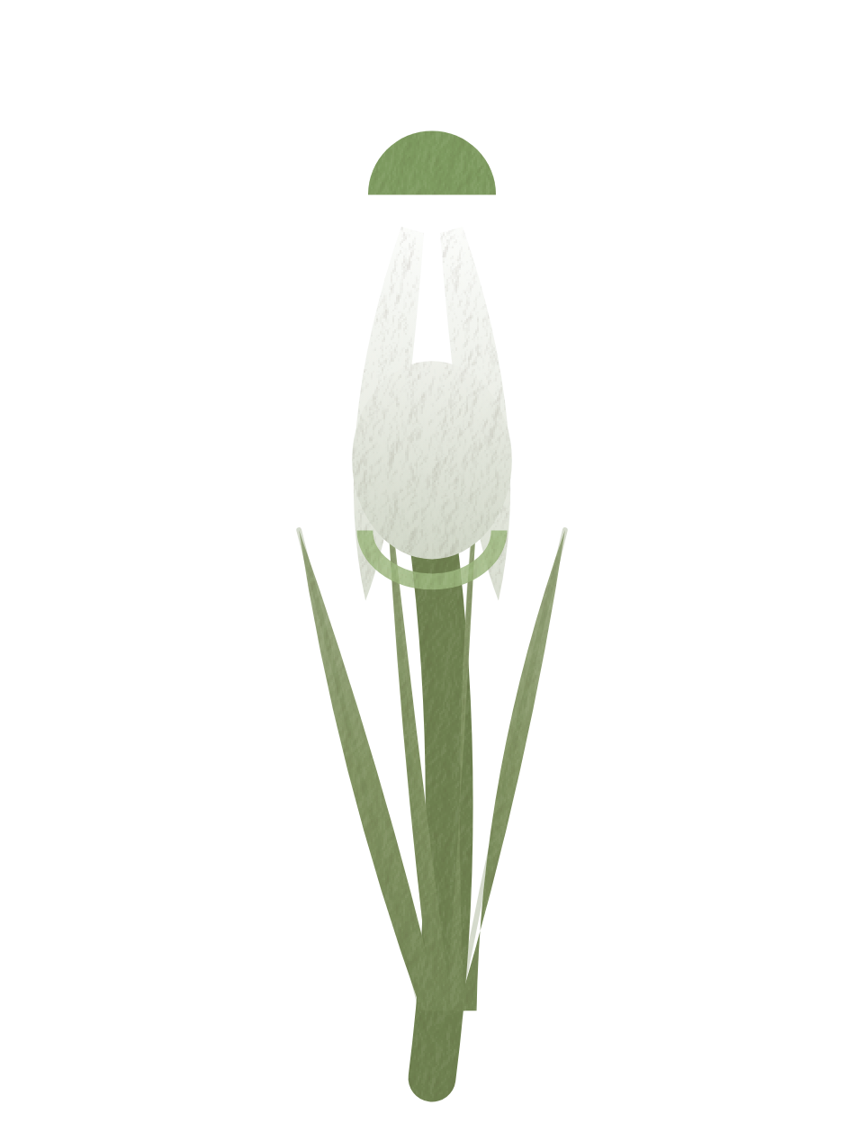 the snowdrop, painted